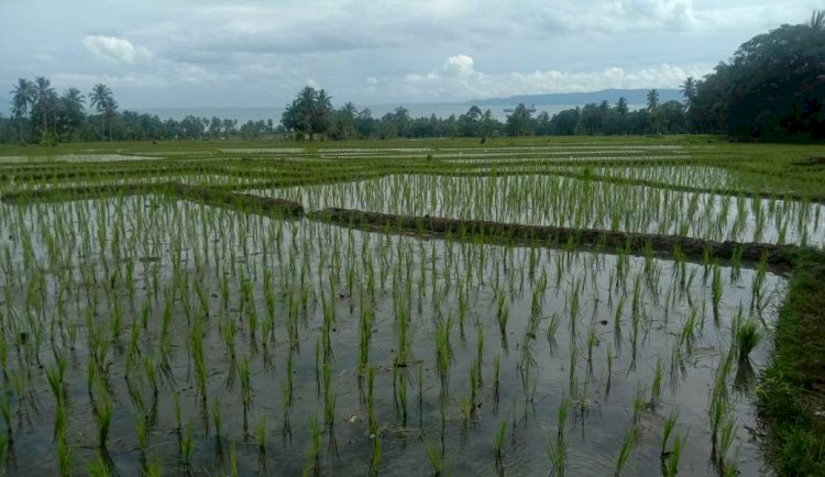 Pupuk Langka, Komisi II Panggil DPTPH Tanggamus Dan Distributor