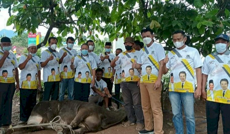 Golkar Pesawaran Potong Sapi Kurban Jenis Limosin