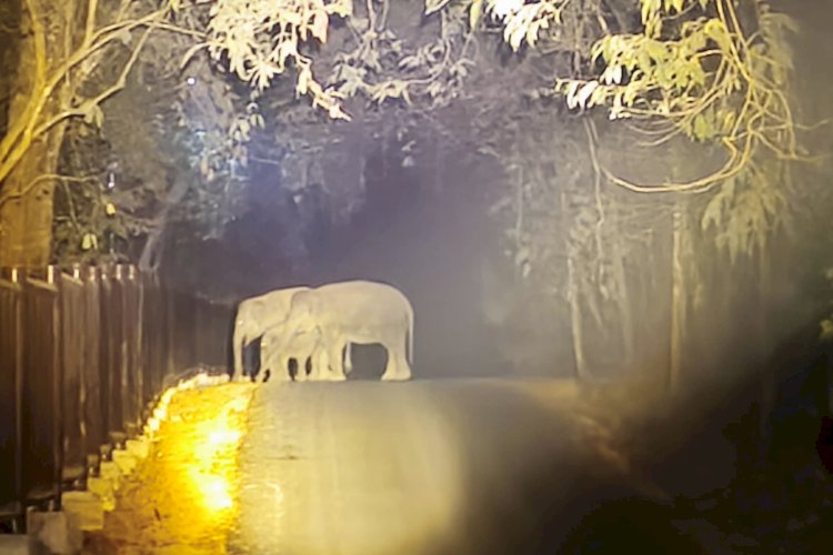 Way Kambas Pakai AI Pantau Gajah, Dua Bulan Nihil Konflik dengan Warga