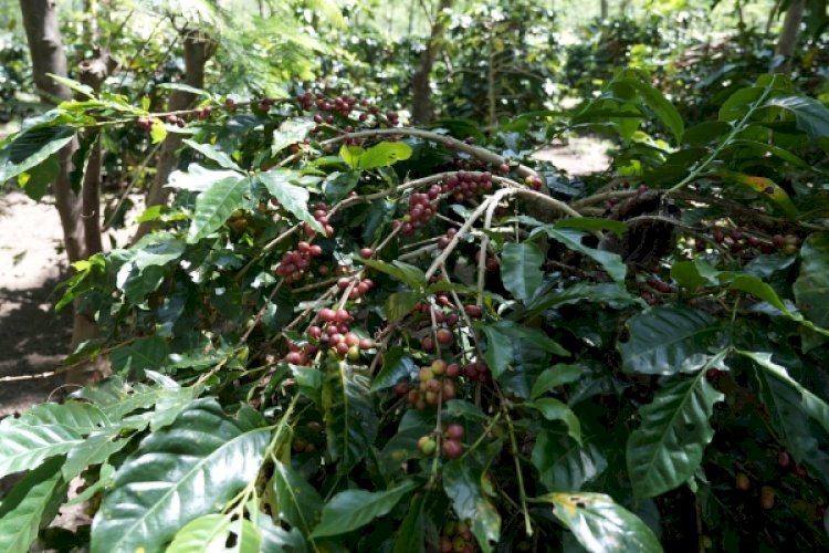 PTPN IV PalmCo Bidik Ekspor 700 Ton Kopi Arabika ke Pasar Global