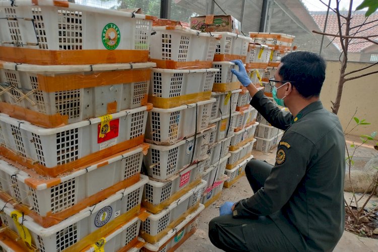 Hendak Dibawa ke Jakarta, 2.775 Burung Tanpa Dokumen Diamankan di Bakauheni