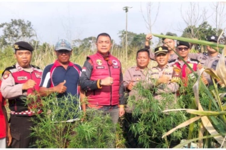 Polisi Temukan Ladang Diduga Ganja di Lahan Belukar Lampung Barat