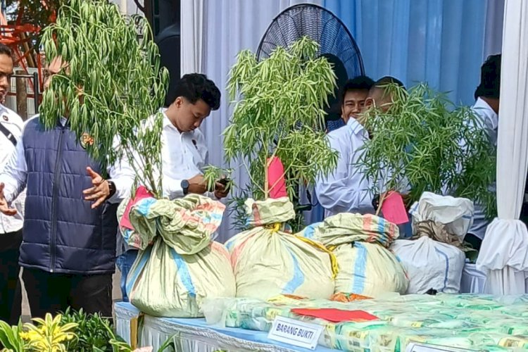 Polda Lampung Ungkap Penanaman Ganja di Suoh, Pemilik Kebun Diburu