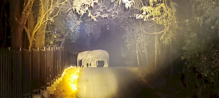Way Kambas Pakai AI Pantau Gajah, Dua Bulan Nihil Konflik dengan Warga