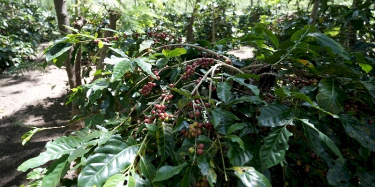 PTPN IV PalmCo Bidik Ekspor 700 Ton Kopi Arabika ke Pasar Global
