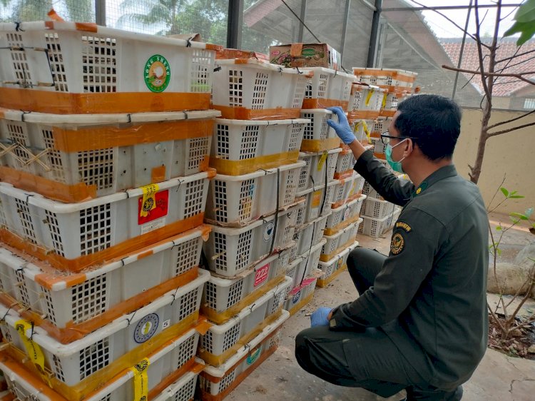 Hendak Dibawa ke Jakarta, 2.775 Burung Tanpa Dokumen Diamankan di Bakauheni