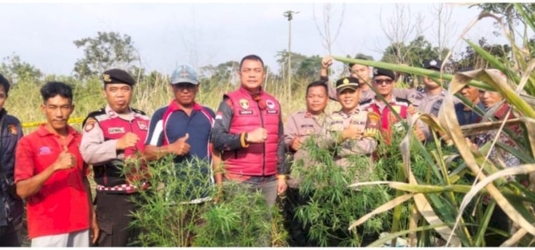 Polisi Temukan Ladang Diduga Ganja di Lahan Belukar Lampung Barat