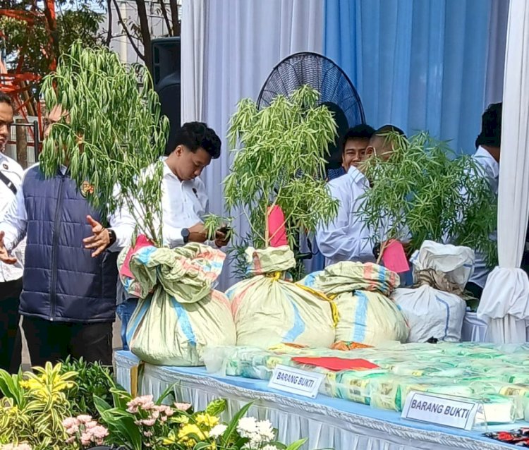 Polda Lampung Ungkap Penanaman Ganja di Suoh, Pemilik Kebun Diburu