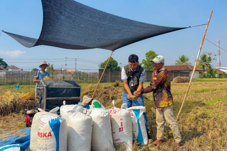 Serapan Gabah dan Beras Bulog Lampung Tembus 241 Ribu Ton, Naik 19 Persen dari 2025