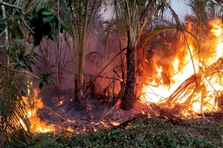 1.917 Titik Panas Terdeteksi di Sumsel, OKI Catat 1.271 Hotspot