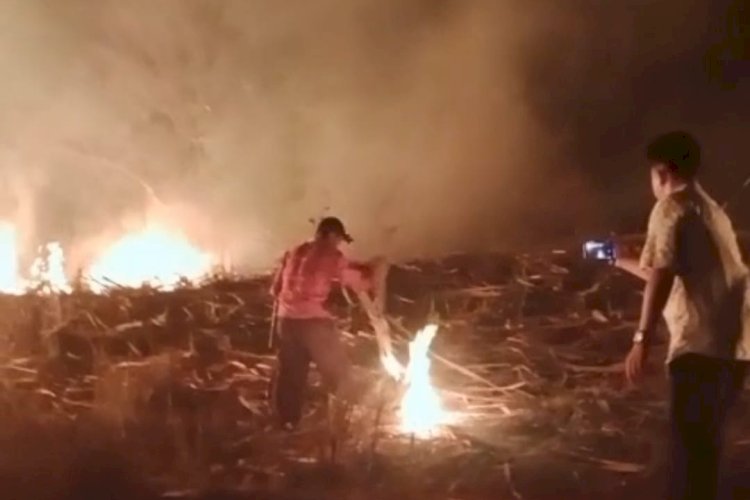 Dugaan Pembakaran Klaras Tebu di Tubaba Diminta Diusut Tuntas