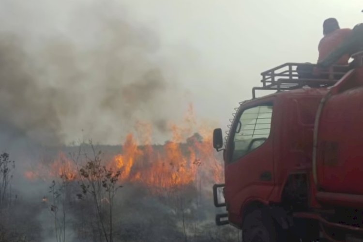 Api Dekati Kandang Gajah Way Kambas, Wagub Jihan Pastikan Tiga Titik Kebakaran Padam