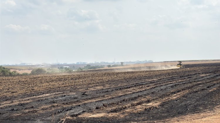 Diduga Lakukan Pembakaran Lahan, DLH Lampung Segel Area Kebun PT Sweet Indolampung