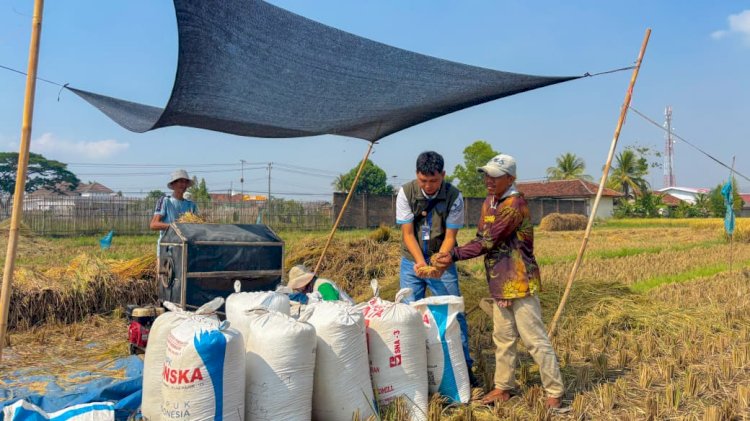 Serapan Gabah dan Beras Bulog Lampung Tembus 241 Ribu Ton, Naik 19 Persen dari 2025